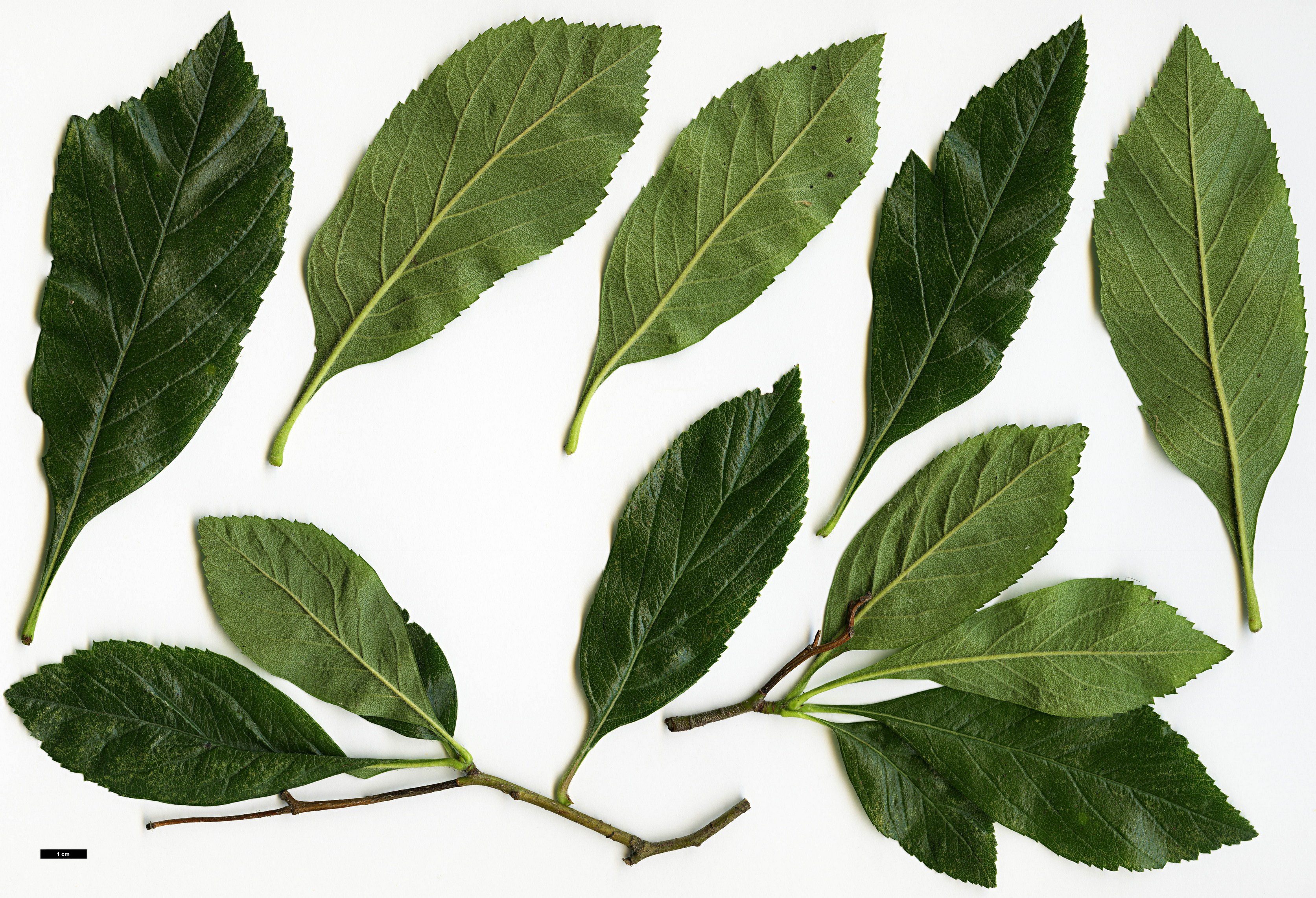 High resolution image: Family: Rosaceae - Genus: Crataegus - Taxon: ×lavalleei (C.crus-gallii × C.pubescens stipulacea)